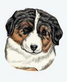 Australian Shepherd Puppy